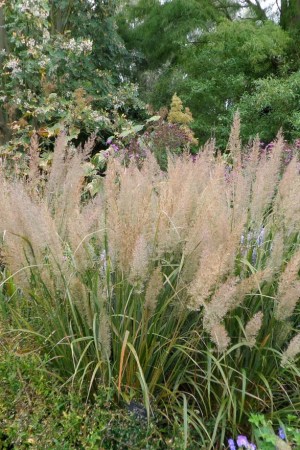 CALAMAGROSTIS brachytricha